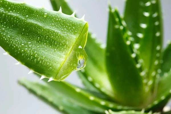 خرید آلوئه ورا صبر